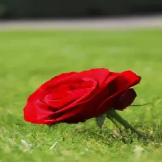 Tekst piosenki czekam na wiatr co rozgoni - pełne słowa i analiza